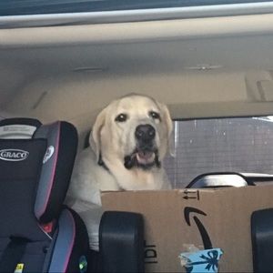 Meet your Posher, Lauren